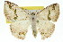  ( - 11ANIC-05914)  @14 [ ] CreativeCommons - Attribution (2011) ANIC/CBG Photography Group Centre for Biodiversity Genomics