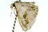  ( - 11ANIC-05915)  @13 [ ] CreativeCommons - Attribution (2011) ANIC/CBG Photography Group Centre for Biodiversity Genomics