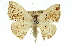  ( - 11ANIC-05920)  @13 [ ] CreativeCommons - Attribution (2011) ANIC/CBG Photography Group Centre for Biodiversity Genomics