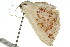  ( - 11ANIC-05922)  @12 [ ] CreativeCommons - Attribution (2011) ANIC/CBG Photography Group Centre for Biodiversity Genomics