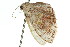  ( - 11ANIC-05924)  @12 [ ] CreativeCommons - Attribution (2011) ANIC/CBG Photography Group Centre for Biodiversity Genomics
