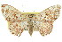  ( - 11ANIC-05925)  @11 [ ] CreativeCommons - Attribution (2011) ANIC/CBG Photography Group Centre for Biodiversity Genomics