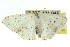  ( - 11ANIC-05928)  @13 [ ] CreativeCommons - Attribution (2011) ANIC/CBG Photography Group Centre for Biodiversity Genomics