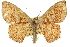  (Zythos aphrodite - 11ANIC-05949)  @15 [ ] CreativeCommons - Attribution (2011) ANIC/CBG Photography Group Centre for Biodiversity Genomics