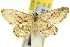  ( - 11ANIC-05986)  @11 [ ] CreativeCommons - Attribution (2011) ANIC/CBG Photography Group Centre for Biodiversity Genomics