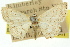  ( - 11ANIC-06076)  @11 [ ] CreativeCommons - Attribution (2011) ANIC/CBG Photography Group Centre for Biodiversity Genomics
