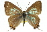  (Jalmenus ictinus - 11ANIC-06191)  @11 [ ] CreativeCommons - Attribution (2011) ANIC/CBG Photography Group Centre for Biodiversity Genomics