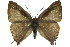  (Deudorix diovis - 11ANIC-06218)  @14 [ ] CreativeCommons - Attribution (2011) ANIC/CBG Photography Group Centre for Biodiversity Genomics