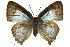 (Deudorix smilis - 11ANIC-06228)  @15 [ ] CreativeCommons - Attribution (2011) ANIC/CBG Photography Group Centre for Biodiversity Genomics