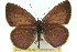  (Candalides - 11ANIC-06279)  @16 [ ] CreativeCommons - Attribution (2011) ANIC/CBG Photography Group Centre for Biodiversity Genomics