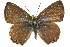 ( - 11ANIC-06296)  @11 [ ] CreativeCommons - Attribution (2011) ANIC/CBG Photography Group Centre for Biodiversity Genomics