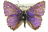  (Anthene seltuttus - 11ANIC-06297)  @14 [ ] CreativeCommons - Attribution (2011) ANIC/CBG Photography Group Centre for Biodiversity Genomics