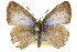  ( - 11ANIC-06298)  @14 [ ] CreativeCommons - Attribution (2011) ANIC/CBG Photography Group Centre for Biodiversity Genomics