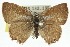  ( - 11ANIC-06299)  @11 [ ] CreativeCommons - Attribution (2011) ANIC/CBG Photography Group Centre for Biodiversity Genomics