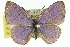  (Petrelaea - 11ANIC-06304)  @15 [ ] CreativeCommons - Attribution (2011) ANIC/CBG Photography Group Centre for Biodiversity Genomics