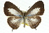  (Nacaduba - 11ANIC-06312)  @15 [ ] CreativeCommons - Attribution (2011) ANIC/CBG Photography Group Centre for Biodiversity Genomics