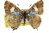  ( - 11ANIC-06340)  @11 [ ] CreativeCommons - Attribution (2011) ANIC/CBG Photography Group Centre for Biodiversity Genomics