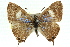  ( - 11ANIC-06341)  @11 [ ] CreativeCommons - Attribution (2011) ANIC/CBG Photography Group Centre for Biodiversity Genomics