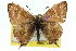  (Sahulana - 11ANIC-06342)  @14 [ ] CreativeCommons - Attribution (2011) ANIC/CBG Photography Group Centre for Biodiversity Genomics