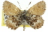  ( - 11ANIC-06349)  @11 [ ] CreativeCommons - Attribution (2011) ANIC/CBG Photography Group Centre for Biodiversity Genomics