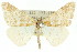  ( - 11ANIC-06454)  @11 [ ] CreativeCommons - Attribution (2011) ANIC/CBG Photography Group Centre for Biodiversity Genomics