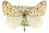  ( - 11ANIC-06458)  @11 [ ] CreativeCommons - Attribution (2011) ANIC/CBG Photography Group Centre for Biodiversity Genomics