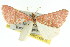  ( - 11ANIC-06459)  @11 [ ] CreativeCommons - Attribution (2011) ANIC/CBG Photography Group Centre for Biodiversity Genomics