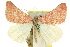  (Notiosterrha rhodocosma - 11ANIC-06460)  @11 [ ] CreativeCommons - Attribution (2011) ANIC/CBG Photography Group Centre for Biodiversity Genomics