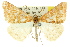  ( - 11ANIC-06461)  @11 [ ] CreativeCommons - Attribution (2011) ANIC/CBG Photography Group Centre for Biodiversity Genomics