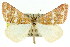  ( - 11ANIC-06463)  @14 [ ] CreativeCommons - Attribution (2011) ANIC/CBG Photography Group Centre for Biodiversity Genomics