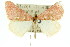  ( - 11ANIC-06465)  @14 [ ] CreativeCommons - Attribution (2011) ANIC/CBG Photography Group Centre for Biodiversity Genomics