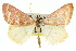  ( - 11ANIC-06467)  @14 [ ] CreativeCommons - Attribution (2011) ANIC/CBG Photography Group Centre for Biodiversity Genomics