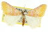  ( - 11ANIC-06472)  @11 [ ] CreativeCommons - Attribution (2011) ANIC/CBG Photography Group Centre for Biodiversity Genomics