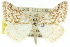  (Notiosterrha sp. ANIC4 - 11ANIC-06482)  @14 [ ] CreativeCommons - Attribution (2011) ANIC/CBG Photography Group Centre for Biodiversity Genomics