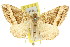  (Chrysolarentia sp. ANIC1 - 11ANIC-06494)  @11 [ ] CreativeCommons - Attribution (2011) ANIC/CBG Photography Group Centre for Biodiversity Genomics
