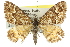  ( - 11ANIC-06496)  @11 [ ] CreativeCommons - Attribution (2011) ANIC/CBG Photography Group Centre for Biodiversity Genomics