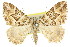  (Chrysolarentia interruptata - 11ANIC-06507)  @15 [ ] CreativeCommons - Attribution (2011) ANIC/CBG Photography Group Centre for Biodiversity Genomics