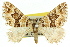  ( - 11ANIC-06509)  @11 [ ] CreativeCommons - Attribution (2011) ANIC/CBG Photography Group Centre for Biodiversity Genomics