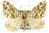  (Chrysolarentia actinipha - 11ANIC-06510)  @15 [ ] CreativeCommons - Attribution (2011) ANIC/CBG Photography Group Centre for Biodiversity Genomics