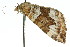  (Chrysolarentia epicteta - 11ANIC-06512)  @14 [ ] CreativeCommons - Attribution (2011) ANIC/CBG Photography Group Centre for Biodiversity Genomics