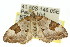  ( - 11ANIC-06515)  @14 [ ] CreativeCommons - Attribution (2011) ANIC/CBG Photography Group Centre for Biodiversity Genomics