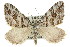  (Chrysolarentia psarodes - 11ANIC-06516)  @15 [ ] CreativeCommons - Attribution (2011) ANIC/CBG Photography Group Centre for Biodiversity Genomics
