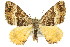  (Chrysolarentia lucidulata - 11ANIC-06520)  @15 [ ] CreativeCommons - Attribution (2011) ANIC/CBG Photography Group Centre for Biodiversity Genomics