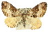  ( - 11ANIC-06524)  @14 [ ] CreativeCommons - Attribution (2011) ANIC/CBG Photography Group Centre for Biodiversity Genomics
