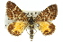  ( - 11ANIC-06527)  @14 [ ] CreativeCommons - Attribution (2011) ANIC/CBG Photography Group Centre for Biodiversity Genomics
