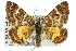  ( - 11ANIC-06528)  @14 [ ] CreativeCommons - Attribution (2011) ANIC/CBG Photography Group Centre for Biodiversity Genomics