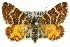  ( - 11ANIC-06529)  @14 [ ] CreativeCommons - Attribution (2011) ANIC/CBG Photography Group Centre for Biodiversity Genomics
