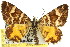  ( - 11ANIC-06530)  @11 [ ] CreativeCommons - Attribution (2011) ANIC/CBG Photography Group Centre for Biodiversity Genomics