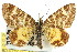  ( - 11ANIC-06532)  @11 [ ] CreativeCommons - Attribution (2011) ANIC/CBG Photography Group Centre for Biodiversity Genomics