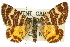  ( - 11ANIC-06533)  @11 [ ] CreativeCommons - Attribution (2011) ANIC/CBG Photography Group Centre for Biodiversity Genomics